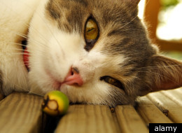 Cat Cam: The Tiny Camera That Captures A Cat's Eye View