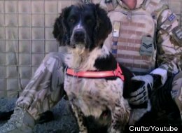 Inspirational dogs were celebrated at Crufts