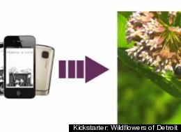 A still from Wildflowers of Detroit's promotional video for Kickstarter.