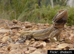 File photo of a bearded dragon.