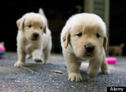 Alamy