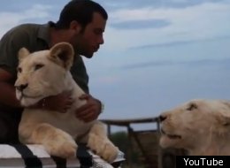 A man hugs and cuddles lions in his zebra truck in Africa