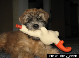 The cost of rubber chickens has increased 8 percent in the last year, from $72 per dozen to $78, according to humor consultant Malcolm Kushner.