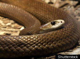 Snakes come out of hibernation for mating season