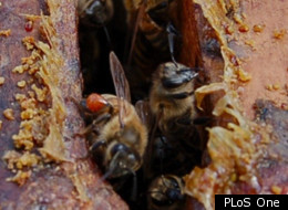 When faced with pathogenic fungi, bees line their hives with more propolis — the waxy, yellow substance seen here.