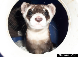 Rosebud, a black-footed ferret born April 15, 2011 at the Smithsonian Conservation Biology Institute in Front Royal, Va.