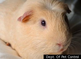 These Adorable Pets All Need Homes