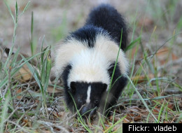 This little guy may not be to blame...