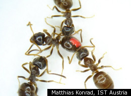 Healthy workers of the invasive garden ant (Lasiusneglectus) remove the infectious fungal pathogen (Metarhiziumanisopliae) from an exposed individual (colour marked by a red dot) by grooming each other.