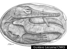 Reconstruction of the embryo from the Lower Permian mésosaure in Uruguay.