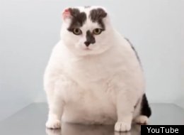 Fat cat Fifi, 8), currently weighs 20 lbs, twice as much as she should weigh. She is being put on a strict diet with the help of vets and nurses at Bradford PDSA PetAid hospital.