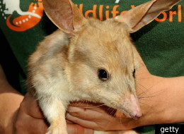 The bilby could replace the Easter bunny in Australia.