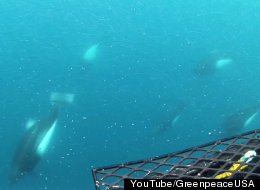 YouTube/GreenpeaceUSA