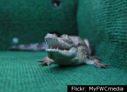 A 3-foot-long alligator -- which probably looked a lot like this one -- was seized from an Iowa home that also housed a child and a dog.