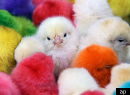De jolis petits poussins colorés. (AP)