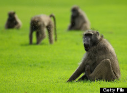 Baboons look on during the first round of the Alfred Dunhill Championships at Leopard Creek Golf Club on November 17, 2011 in Malelane, South Africa. (Photo by Warren Little/Getty Images)