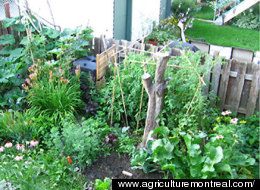 La Vitrine de l'agriculture urbaine regroupe plusieurs types de jardins sur l'île de Montréal.