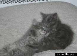 These cuddly kittens might be tax deductible--if you have enough of them. In 2004, an owner of 70 cats tried to write off $12,068 in pet-related expenses. Though the IRS initially refused her claims, she sued and was able to get most of the expenses deducted.