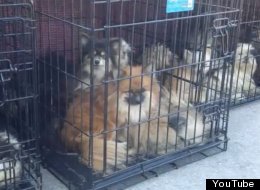 Legislators in Michigan are proposing the puppy protection act, a package of bills that would provide restrictions for large-scale dog breeders. Proponents of the bill say it could have helped avoid a case in April, 2012, when more than 350 puppies were rescued from a couple's house in Alleghan County.