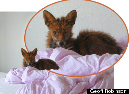 The fox crept in to take a snooze
