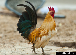 FILE - Authorities say that a masked gunmen opened fire at an illegal cockfight in South Texas.