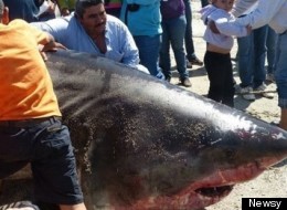 A 2,000-pound great white shark was caught this week in northwestern Mexico.
