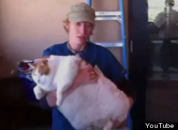 Meow can't help but waddle. He's one super-sized cat. The 2-year-old orange and white tabby tips the scale at nearly 40 pounds, and the Santa Fe Animal Shelter is on a mission to get the feline back into shape.