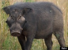Steven Egan mistakenly shot his girlfriend Lisa Simmons on a hunting trip, because he thought she was a wild hog.