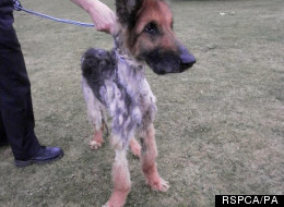 Alsatian cross named Soldier when he was discovered by the RSPCA, emaciated weighing 21kg (he is now 42kg) and with a badly matted coat.