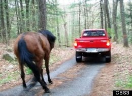 Culver Modisette is under investigation after he dragged his purebred horse, Annie, behind his pickup truck on Sunday.