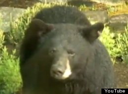 Maybe this bear just wanted to hear the weather report, but meteorologist Kurt Aaron didn't stick around to find out.