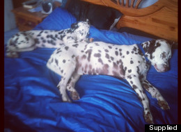 Send us pictures of your pets! All snaps to ukpicturedesk@teamaol.com