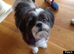 A West Hartford police officer performed a modified version of the Heimlich maneuver on Harry, a Shih Tzu, who was choking on a treat.
