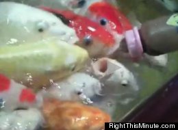 Visitor to the the Guangzhou Zoo, in Guangzhou China, can feed koi carp by bottle.