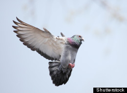 Shutterstock