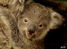 Un koala en Australie.