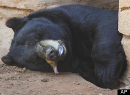When a black bear climbed a tree in a central Arkansas city and refused to come down, authorities turned to unconventional rescue tools: bouncy houses. Conway Police spokeswoman La Tresha Woodruff says Foster the Bear is named for the residential street where he holed himself up in a tree, straddled a branch and wouldn't budge.