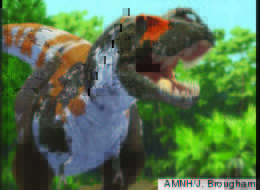 Tyrannosaurus rex is part of the carnivorous groups of dinosaurs that, according to new research, maintained a stable level of biodiversity leading up to the mass extinction at the end of the Cretaceous.