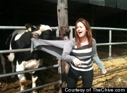 Don't wear your favorite cardigan around this bovine.