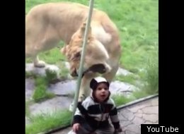 Kya thought she was going to get a tasty meal during the Baltzor families recent zoo trip.