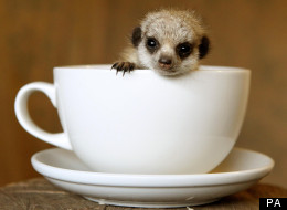 Tunnock is so small he fits in a teacup