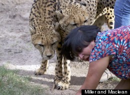 Violet D'Mello is attacked by two cheetas