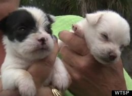 Two of more than 250 dogs seized from a Florida home last week.