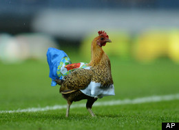 A chicken delays an English Premier League match between Wigan Athletic and Blackburn Rovers at Ewood Park Stadium, Blackburn, England, Monday May 7, 2011. (AP Photo/Jon Super)