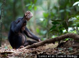 This young chimp is using a stone to crack open a coula nut.