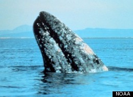 Gray whale breaching.