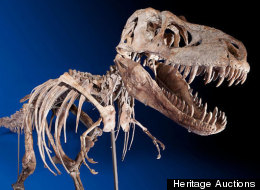 This nearly complete Tyrannosaurus bataar is set to go on auction.
