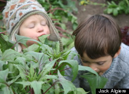 Jack Algiere's kids, Ojiah and Sedge, graze the fields at Stone Barns Center For Food and Agriculture.