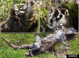 The 'big cat' corpse was found in Scotland