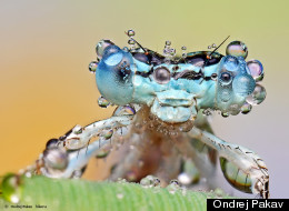 Photographer Ondrej Pakav captures over a dozen insects up close using macro photography
